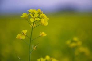 Close-up Focus A Beautiful  Blooming  Yellow rapeseed flower  with blurry background photo