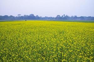 Beautiful Yellow Blooming rapeseed flower in the field natural Landscape view photo