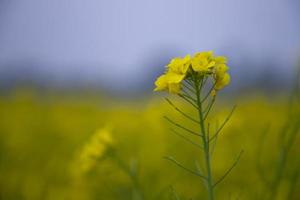 Close-up Focus A Beautiful  Blooming  Yellow rapeseed flower  with blurry background photo