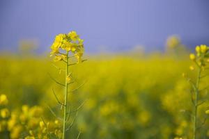 Close-up Focus A Beautiful  Blooming  Yellow rapeseed flower  with blurry background photo