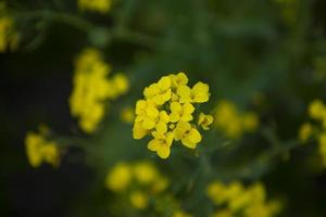 Close-up Focus A Beautiful  Blooming  Yellow rapeseed flower  with blurry background photo