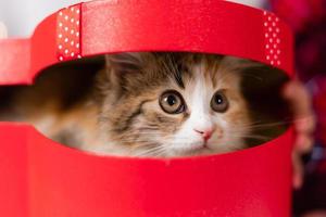 cute tricolor kitten in a red gift box at home on the background of a Christmas tree. photo