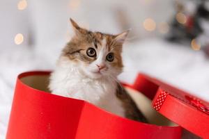 lindo gatito tricolor en una caja de regalo roja en casa al fondo de un árbol de navidad. foto