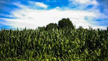 Cornfield Trees and Sky with Clouds photo