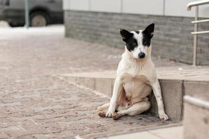 a beautiful dog on the street is a true friend of man. photo
