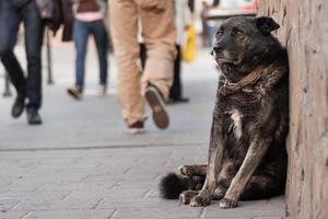 a sad homeless dog is waiting on the street photo