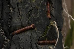 rusty bent nails hammered into an old scratched board. photo