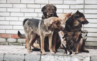 increíble amistad entre gatos y perros, conocimiento e interés en un nuevo amigo. foto