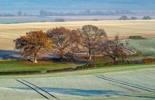 Oak trees in a frosty landscape photo