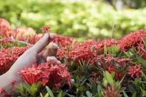 hand holding red flowers in a garden photo