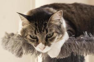 cute green-eyed fluffy kitten resting photo