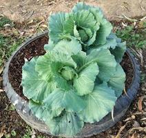 repollo orgánico verde en el jardín. foto