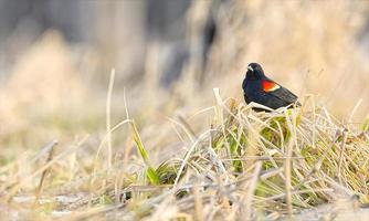 Macho de mirlo de alas rojas - agelaius phoeniceus - posado sobre una mata foto