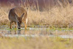 un ciervo de cola blanca de un año - odocoileus virginianus - se detiene para tomar una copa mientras cruza un canal pantanoso, suroeste de ontario, canadá foto