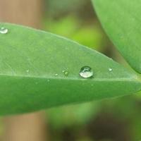 Raindrops on the leaf photo