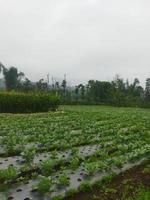 garden in the countryside photo