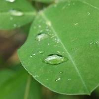 Raindrops on the leaf photo