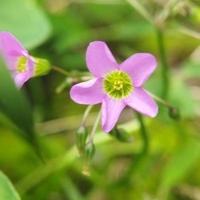 Closeup of Oxalis latifolia photo