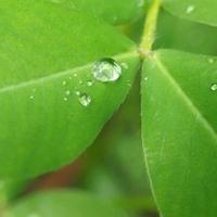 Raindrops on the leaf photo