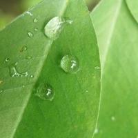 Raindrops on the leaf photo