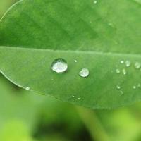 Raindrops on the leaf photo