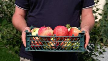 Farmer holding a plastic crate with freshly picked apples. Harvesting fruit in garden at autumn. Red apple from organic farm. Red yellow apples in a plastic crate. Template for advertising. Close-up. photo