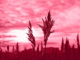 Golden reeds sway in the wind. Pattern with red colors. Minimal, stylish, trend concept. Golden sedge grass, dry reed, reed layer, reed seeds. Color Of The Year 2023 - Viva Magenta photo