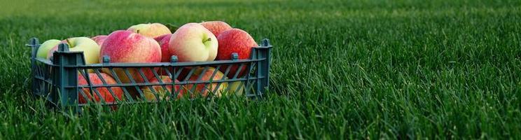 Red yellow apples in a plastic crate on the green grass. Harvesting fruit in garden at autumn, harvest festival season. Apples from organic farm. Template for advertising. photo