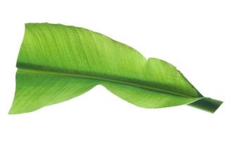 green banana curly leaf isolated on white background. photo