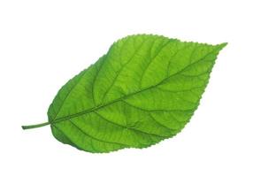 Green leaf of plukenetia volubilis, sacha inchi, sacha peanut on white background. photo