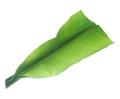 green banana curly leaf isolated on white background. photo