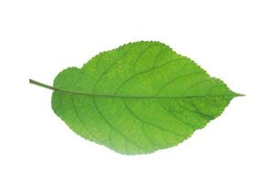 Green leaf of plukenetia volubilis, sacha inchi, sacha peanut on white background. photo