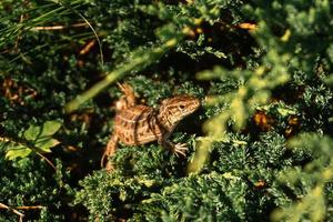 el lagarto de primer plano se sienta en la hierba verde foto