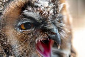 closeup portrait of wild owl screaming and looking away photo