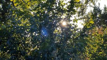 schöner Baum mit grünen Blättern am warmen sonnigen Sommertag video