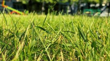 Close up of pelouse herbe à l'extérieur au chaud jour d'été ensoleillé video