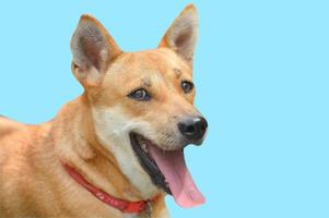 smiling brown dog with clipping path photo