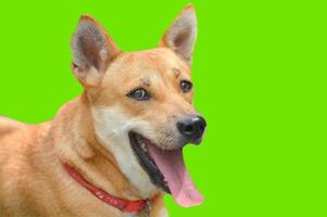 smiling brown dog with clipping path photo