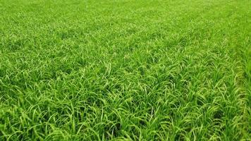 champ d'agriculture de riz paddy dans le piémont vercelli, italie video