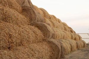 stacks of hay and straw stacked on top of each other in long row photo