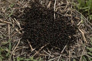 muchas hormigas se trepan unas a otras en el centro del primer plano del hormiguero. una colonia de hormigas rojas de madera: los insectos son de color marrón rojizo con un abdomen oscuro foto