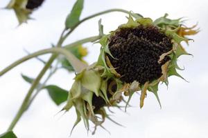 sunflowers with fallen petals bowed their heads sky background photo