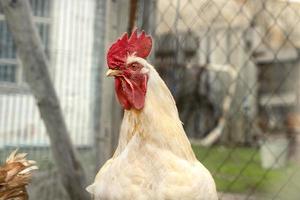 portrait of a white rooster with a menacing look against the background of a wooden fence. profile of an adult male hen photo