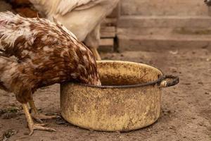 red hen put her head down in a dirty pot photo