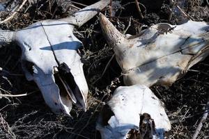 cráneos de vaca blanca con cuernos cortos y afilados tirados en la hierba al atardecer. vertedero de huesos y calaveras foto con sombras duras y duras. concepto de muerte, marchitamiento