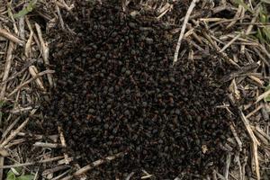 grupo de hormigas madrigueras de color marrón rojizo foto
