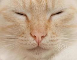 ginger cat is sleeping - closeup frontal portrait of cute kitten photo