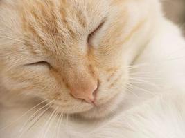 cute white cat with ginger muzzle is sleeping. close up portrait of sleeping beautiful cat with bowed head photo