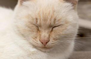 cute white cat closed his eyes sweetly. close up of a street cat that sleeps photo