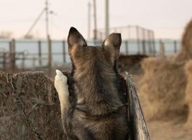 dog sits with iron chain around neck. dog looks out of wooden box into distance of farm or village yard. concept of cowardice, expectation, dream of freedom, dog is waiting for feeding or misses owner photo